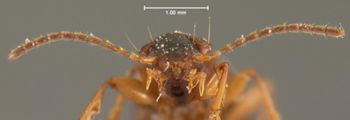 Media type: image;   Entomology 5935 Aspect: head frontal view